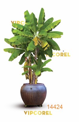 File ảnh Cây chuối trang trí tiểu cảnh tết file PNG (gốc) in backdrop sự kiện