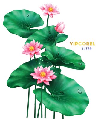Tải file gốc Họa tiết Hoa Sen đẹp file PNG & CDR (bản PSD) đầy đủ layer