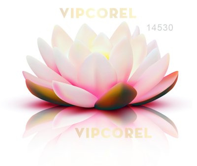 File in trần Hoa sen đơn lẻ ánh sáng file tách nền PNG (bản gốc 3D) sống động