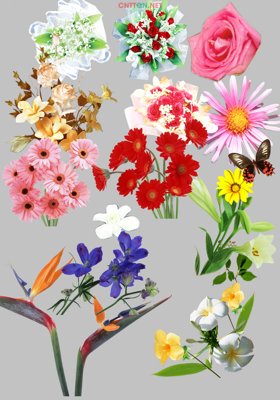 File tranh in mica [PSD] Các loại hoa đẹp chất lượng cao (độ phân giải cao)