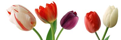 File in ấn Tải tranh bộ ghép 3 tấm những bông hoa #156 (bản gốc) sắc nét