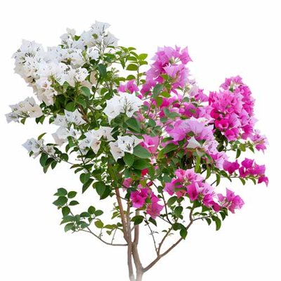 File tranh Tổng hợp Hoa giấy tách nền file ảnh PNG (gốc) in trên kính