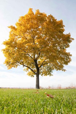 Tải file Tranh dán tường 3D phong cảnh hữu tình #113 (ảnh gốc) in tranh kính