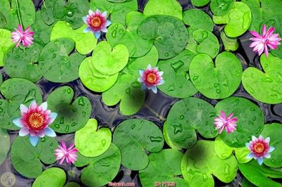 File tranh File in sàn nhà thảm gạch FTS20 (gốc) in trên kính