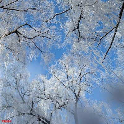 File in trần File psd trần 3d TR391 (bản gốc) phong cảnh