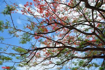 File gốc File psd trần 3d TR396 (in lụa) tranh phong thủy