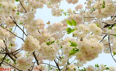 File gốc File tranh trần mây 3d TR431 (Filetranh.com) File tranh trần mây 3d TR431