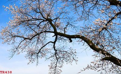 Ảnh mô tả file gốc in mica File tranh trần mây 3d TR438