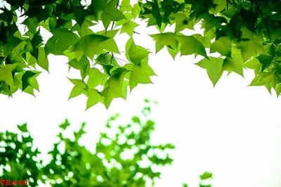 Download file ảnh gốc File tranh trần mây 3d TR440 để in ấn