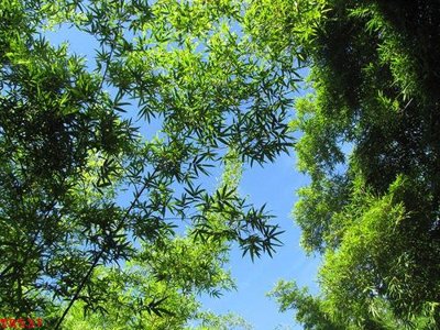 File tranh File tranh trần mây 3d TR537 (gốc) chủ đề động vật