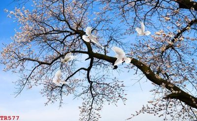 File gốc File tranh trần mây 3d TR577 (trang trí) cho phòng khách