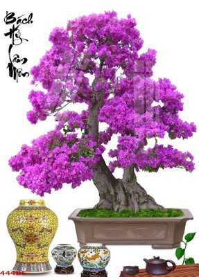 Tải về hình ảnh gốc File tranh chậu mai bonsai 444BS sắc nét