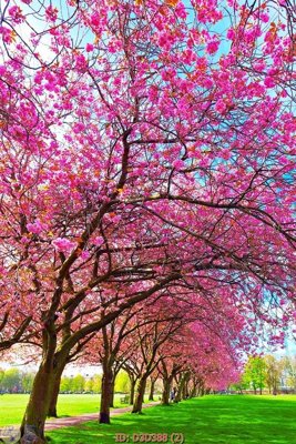 File tranh trang trí File lối vào D3D388 (tải file gốc)