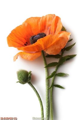 File tranh File tranh đứng lối vào D3D452 (file gốc) chuẩn màu in