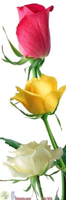 File gốc Tranh treo hiện đại DC1 (in lụa) hoa văn cổ điển