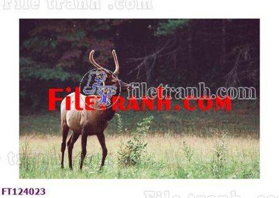 Download file File tranh bộ hiện đại FT124023 (gốc) in mica cao cấp