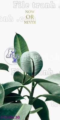 File gốc File tranh bộ hiện đại FT124130 (in tráng gương) sang trọng