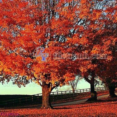 Ảnh gốc File tranh bộ hiện đại FT124531 (độ nét cao) in tráng gương