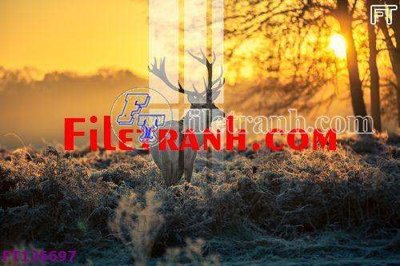 File tranh File tranh bộ hiện đại FT126697 (ảnh gốc) in trần xuyên sáng