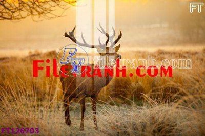 File tranh File tranh bộ hiện đại FT126703 (bản gốc) in lụa dán tường