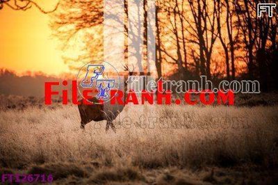 Tải file File tranh bộ hiện đại FT126716 (gốc) in tranh tráng gương