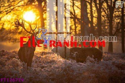 File in trần File tranh bộ hiện đại FT126719 (bản gốc) hoa văn