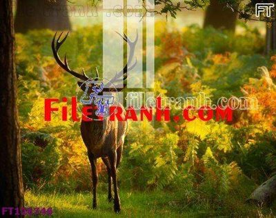 File tranh File tranh bộ hiện đại FT126746 (gốc) chủ đề tĩnh vật