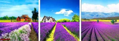 Tải file File gốc in bộ tranh decor treo tráng gương canvas GB16275 (gốc) làm file in ấn