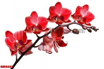 File tranh trang trí Tranh trang trí Spa làm đẹp KSPA252 (tải file gốc)