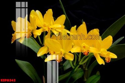 File gốc Tranh trang trí Spa làm đẹp KSPA542 (AI/EPS) cho in ấn