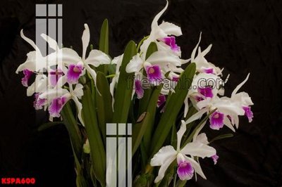 File gốc Tranh trang trí Spa làm đẹp KSPA600 (AI/EPS) cho in ấn