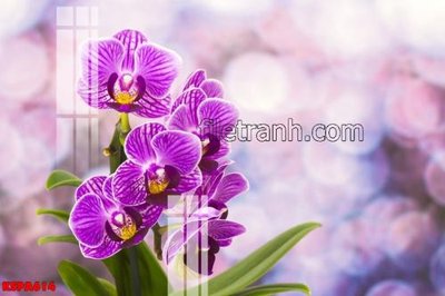 File tranh Tranh trang trí Spa làm đẹp KSPA614 (ảnh gốc) độ nét vượt trội