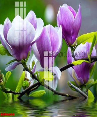 File tranh in trần 3D Tranh trang trí Spa làm đẹp KSPA648 (ảnh gốc)