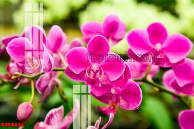 File tranh trang trí Tranh trang trí Spa làm đẹp KSPA654 (file gốc)