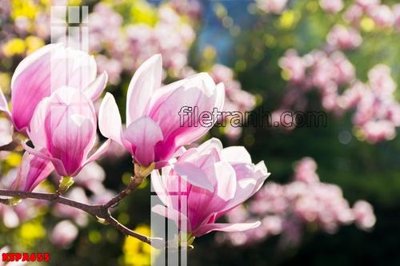 Tải file gốc Tranh trang trí Spa làm đẹp KSPA655 (để in lụa)