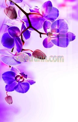 Tải file gốc Tranh trang trí Spa làm đẹp MP149 (bản PSD) gốc