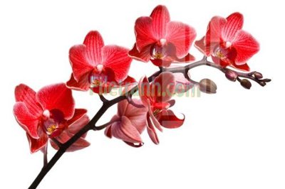 File PSD Tranh trang trí Spa làm đẹp MP358 (bản gốc) dễ dàng edit