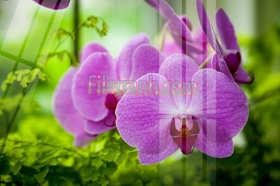 File tranh trang trí Tranh trang trí Spa làm đẹp MP610 (tải file gốc)