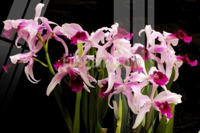 Tệp tin gốc Tranh trang trí Spa làm đẹp MP611 (chất lượng) Tranh trang trí Spa làm đẹp MP611