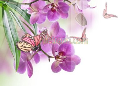 File tranh in trần Tranh trang trí Spa làm đẹp MP630 (ảnh gốc siêu nét)