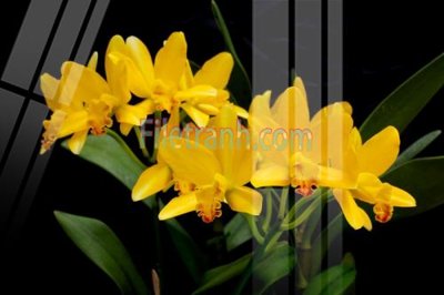 File tranh Tranh trang trí Spa làm đẹp MP669 (ảnh gốc) in trần 3D