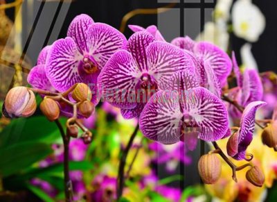 Tải file Tranh trang trí Spa làm đẹp MP726 (gốc) làm file thiết kế