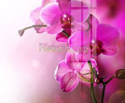 File tranh Tranh trang trí Spa làm đẹp MP730 (ảnh gốc) cho in ấn kỹ thuật số