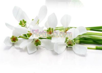 Tải file gốc Tranh trang trí Spa làm đẹp MP732 (bản PSD) gốc