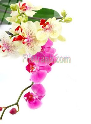 File tranh in trần 3D Tranh trang trí Spa làm đẹp MP733 (ảnh gốc)