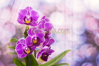 File gốc Tranh trang trí Spa làm đẹp MP742 (PNG) không nền chất lượng