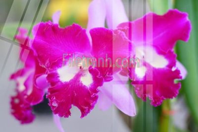 Tải file Tranh trang trí Spa làm đẹp MP779 (gốc) làm file tranh quảng cáo