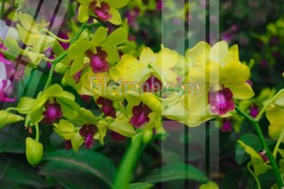 File in trần Tranh trang trí Spa làm đẹp MP780 (bản gốc) mây trời