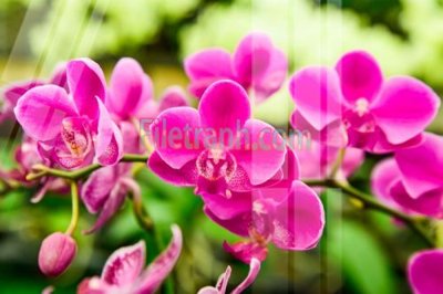 File tranh Tranh trang trí Spa làm đẹp MP781 (file gốc) chuẩn màu in