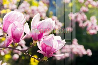 File in ấn Tranh trang trí Spa làm đẹp MP782 (bản gốc) chất lượng cao